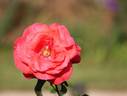 Hi-Ohgi rose photo