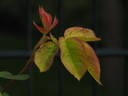 12 Erinnerung an Brod OP rose photo
