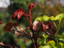 12 Westerland OP 09 rose photo