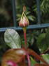 Messire Delbard rose photo
