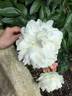 Bowl of Cream peony photo