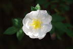 Daisy Hill rose photo
