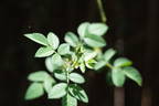 Daisy Hill rose photo