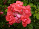 Anne de Bretagne ® rose photo