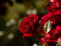 George Best rose photo