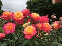 World Peace ™ rose photo