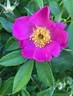 Commander Gillette rose photo