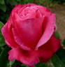 Senteur Royale ® rose photo