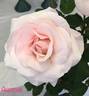 Sharon Louise rose photo