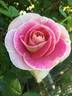 Change Of Heart ™ rose photo