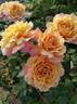 Calypso rose photo