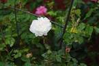 Louise d'Arzens rose photo