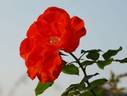 Michael Leek rose photo