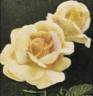 Alfred W. Mellersh rose photo