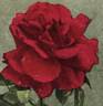 Alexander Emslie rose photo