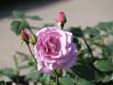 Blue Light rose photo