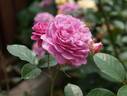 Blue Boy rose photo