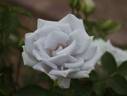 Blue Heaven rose photo