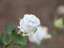 Blue Heaven rose photo