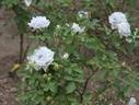 Blue Heaven rose photo