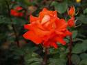 Hanakagari rose photo