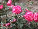Seika rose photo