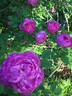 Shailer's Provence rose photo