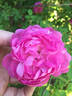 Shailer's Provence rose photo