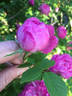 Shailer's Provence rose photo