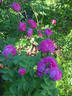 Shailer's Provence rose photo