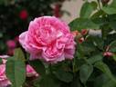 Comte de Mortemart rose photo