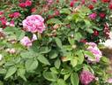 Comte de Mortemart rose photo