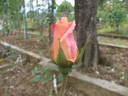 Angora rose photo