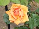 Apricot Silk rose photo