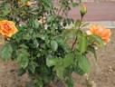 Apricot Silk rose photo