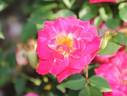 Over the Rainbow rose photo