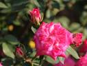 Over the Rainbow rose photo