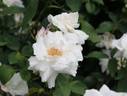 Marguerite Guillard rose photo