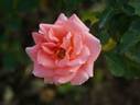 In the Pink rose photo