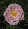 Alberta Bouquet rose photo