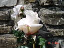 Royal Copenhagen rose photo