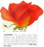 Alezane rose photo