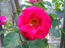Floralies de Valenciennoise rose photo