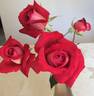 Brisbane Blush rose photo