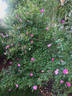 Swamp Rose rose photo