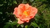 Bridge of Sighs rose photo
