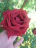 Ena Harkness, Cl. rose photo