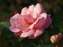 Pink Bountiful rose photo