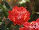 Finale rose photo