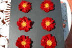The Phantom rose photo